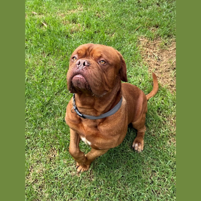 Photo of Bosco