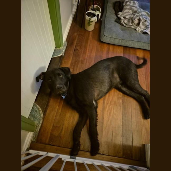 Photo of Tui   1 Year Old Wolfhound X