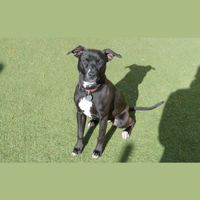 Photo of Luna