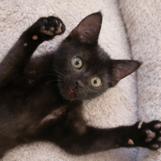 Photo of 🌺 Poppy 🌺