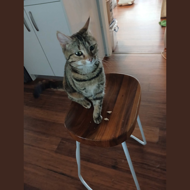 Photo of Critter   7 Month Old Domestic Short Hair