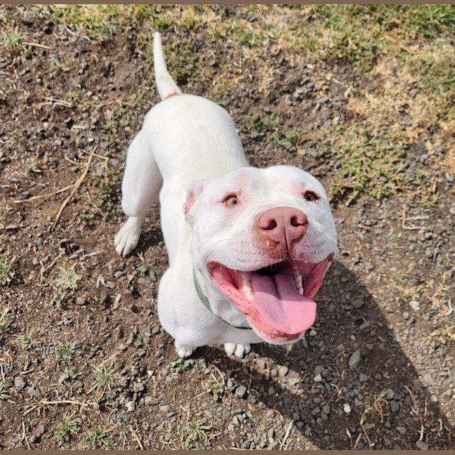 Photo of Casper (64982)