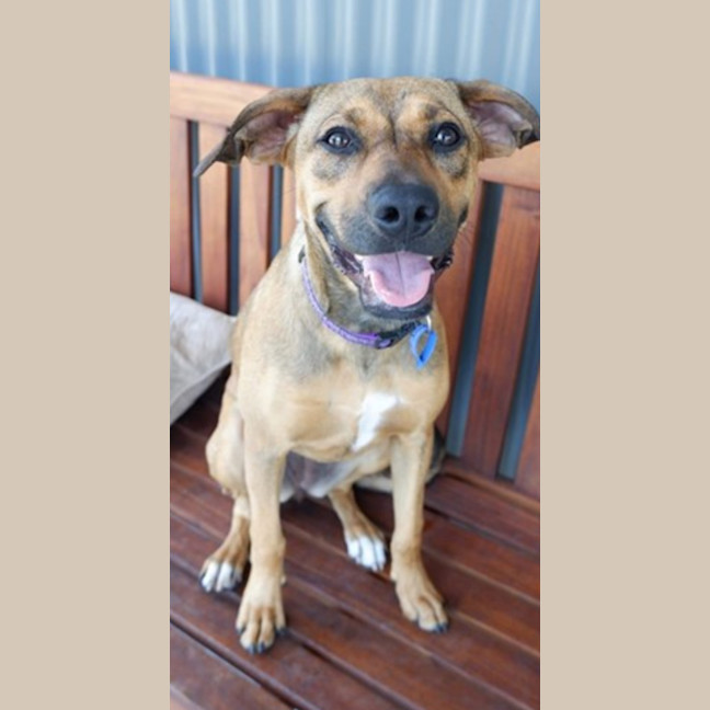 Photo of Rosie   2 Year Old Mixed Breed