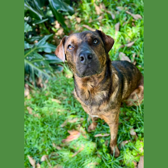 Photo of Dexter *$250 Adoption Fee*