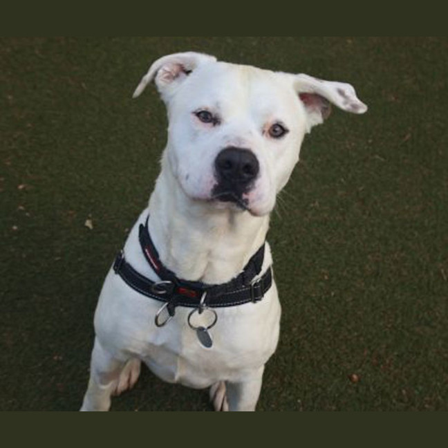 Photo of Whisper