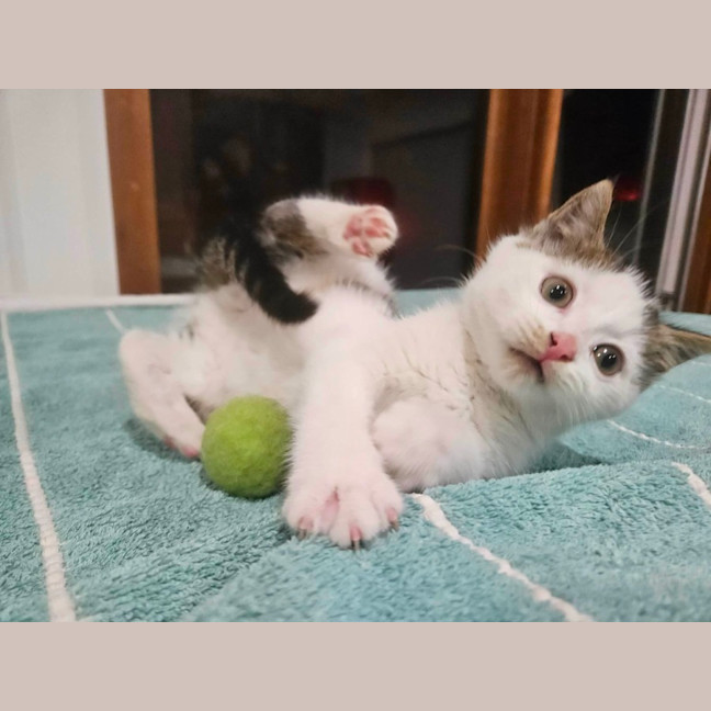 Photo of Bernie ** 2nd Chance Cat Rescue **