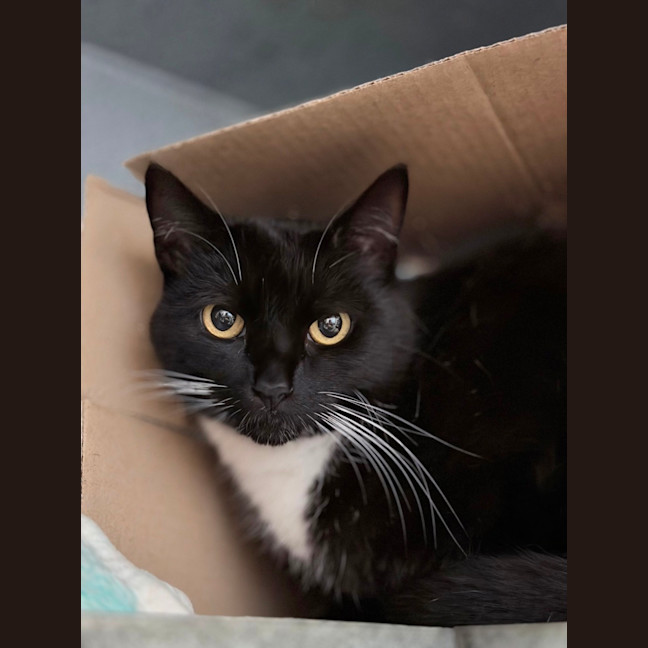 Photo of Pepper