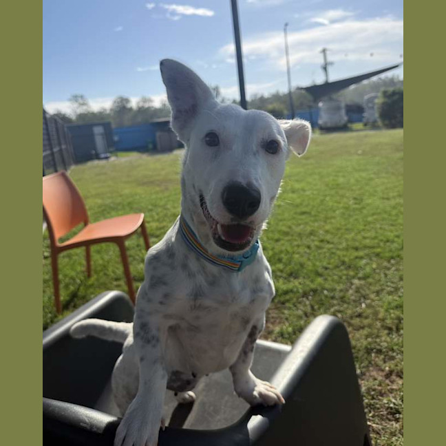 Photo of Nova