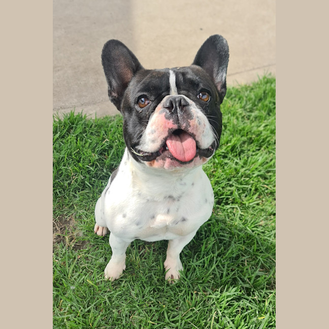 Photo of Mac