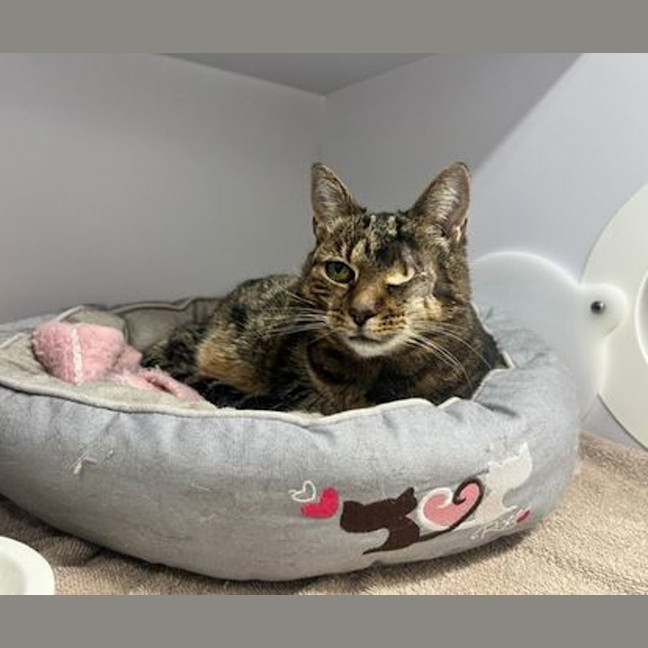Photo of Beanie