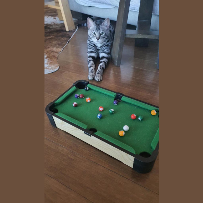 Photo of Macaroni Bob