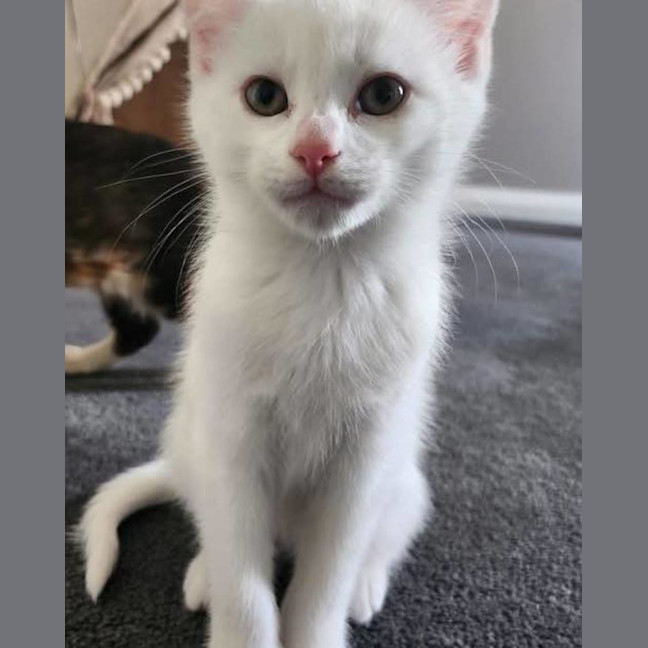 Photo of Freckle