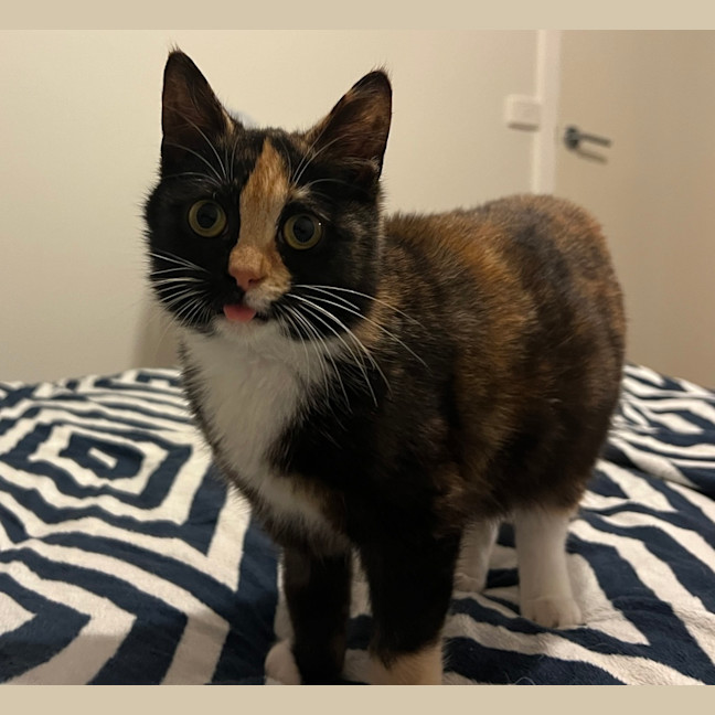 Photo of Lemon
