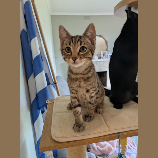 Photo of Pickle