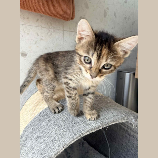 Photo of June & Simba 