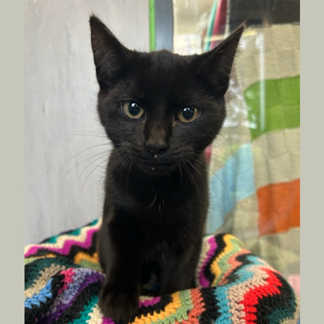 Photo of Licorice
