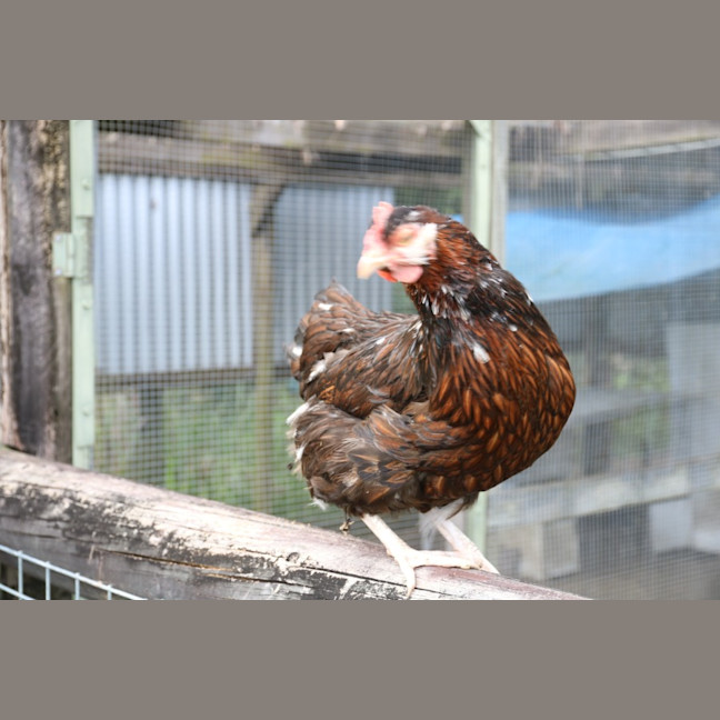 Photo of Muppett