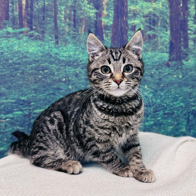 Photo of Bruce Lee   Located In Meadow Heights