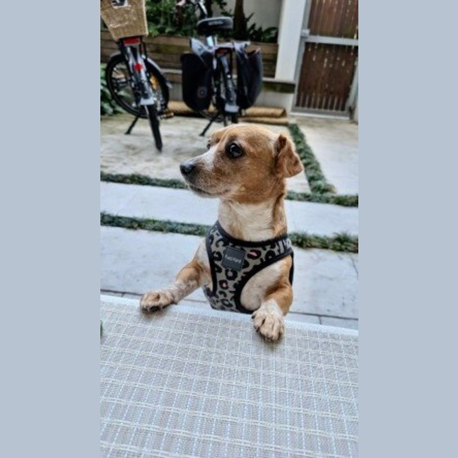 Photo of Bebe