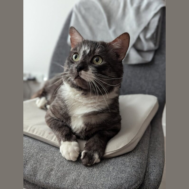 Photo of Goomba