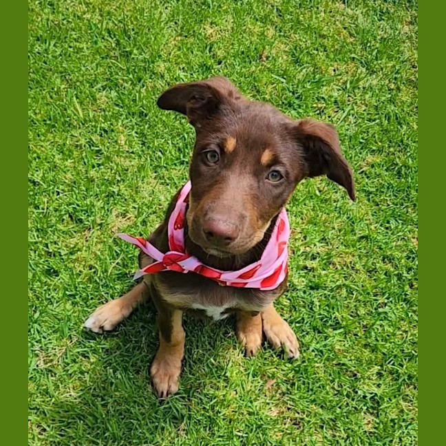 Photo of Stella