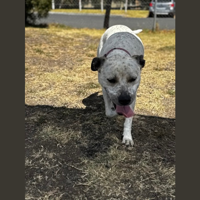 Photo of Billie (68128)