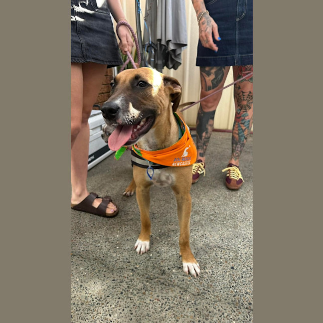 Photo of Teddy   8 Month Old Mixed Breed