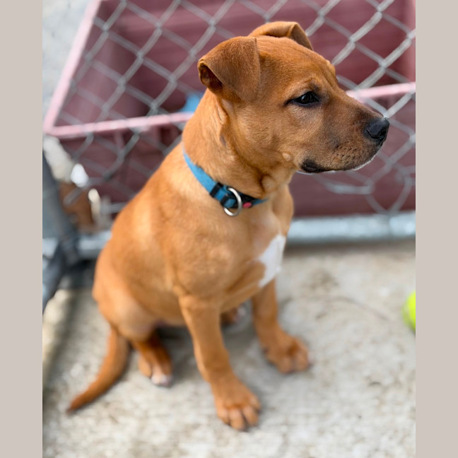 Photo of Charlie