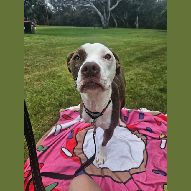 Photo of Stella 