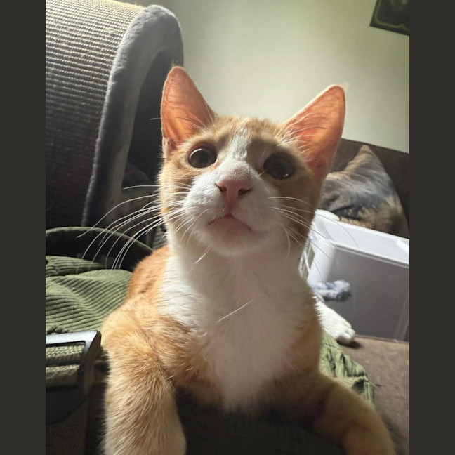 Photo of Kevin & Cheddar 