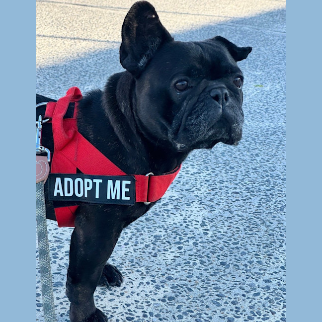 Photo of Vader   5 Year Old French Bulldog