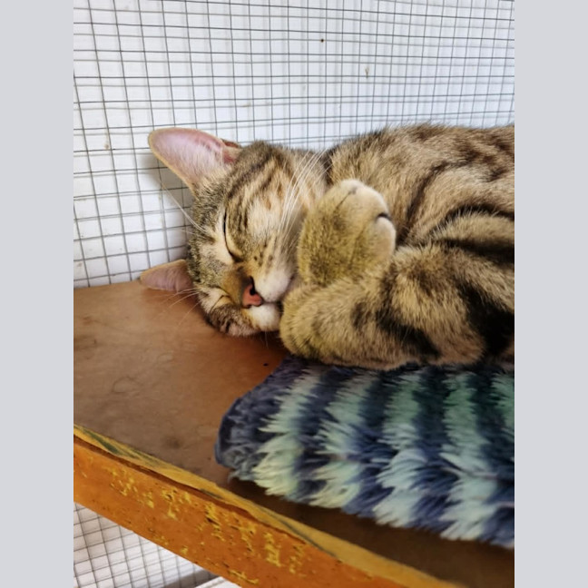 Photo of Flynn