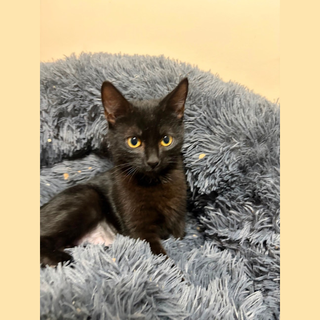 Photo of Onyx