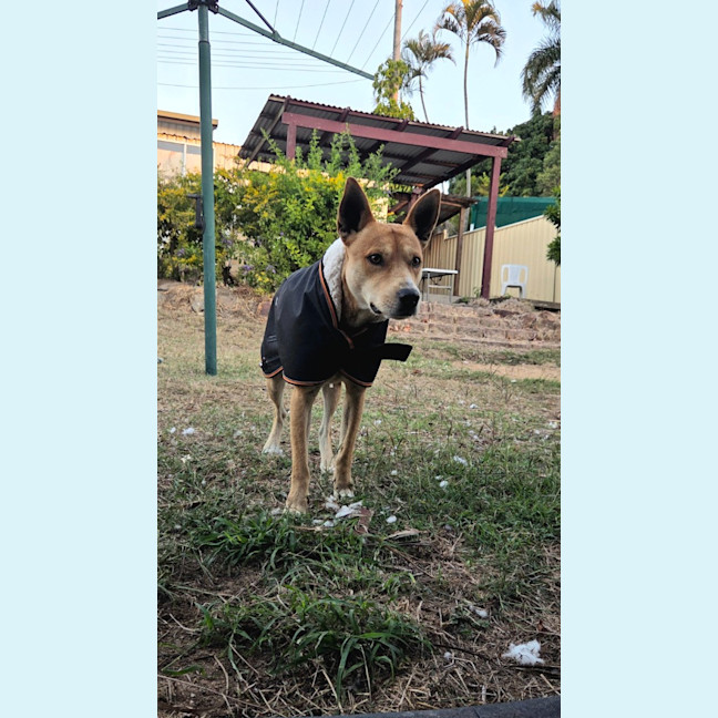 Photo of Thor