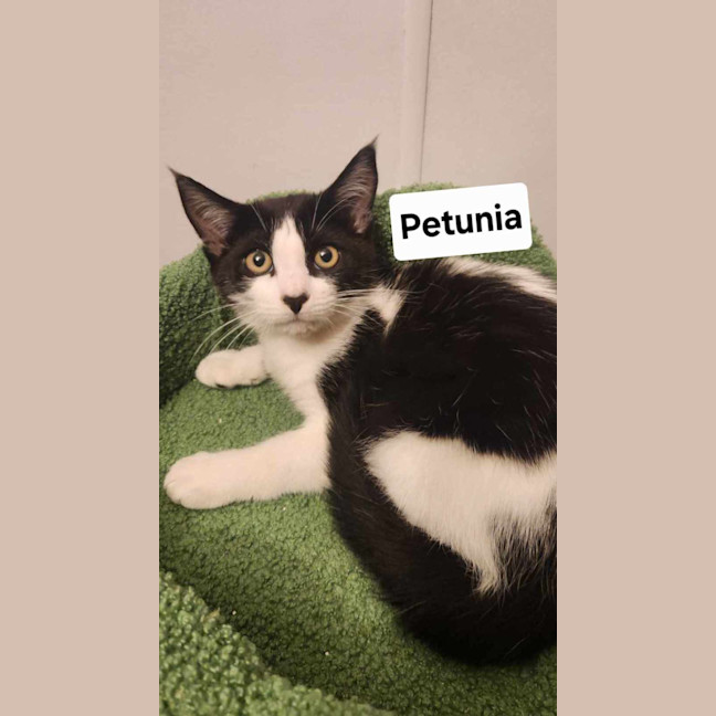 Photo of Petunia