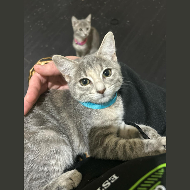 Photo of Willow