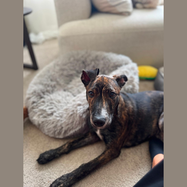 Photo of Archie