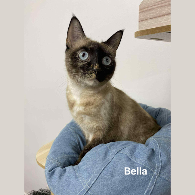 Photo of Bella