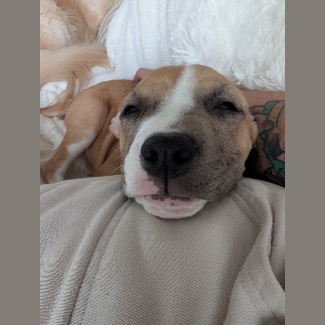 Photo of Hazelnut