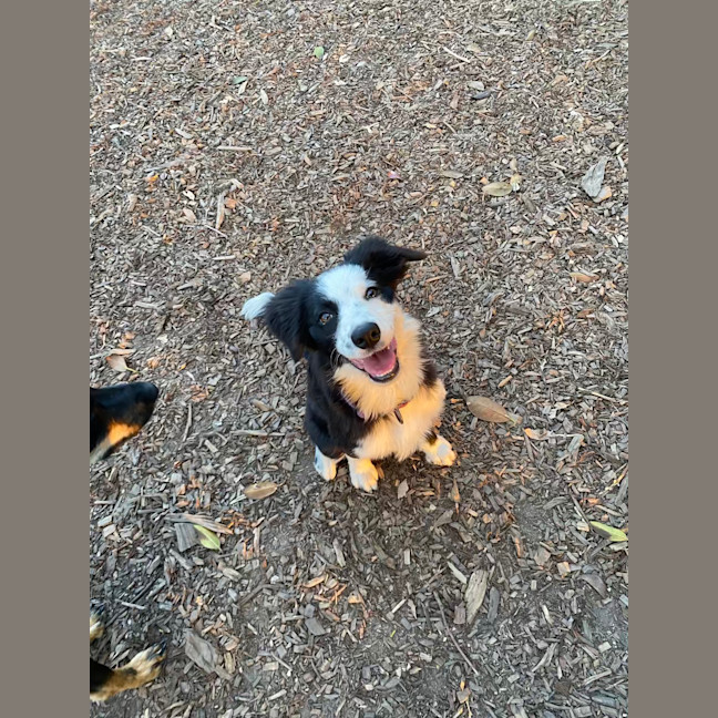 Photo of June Bug
