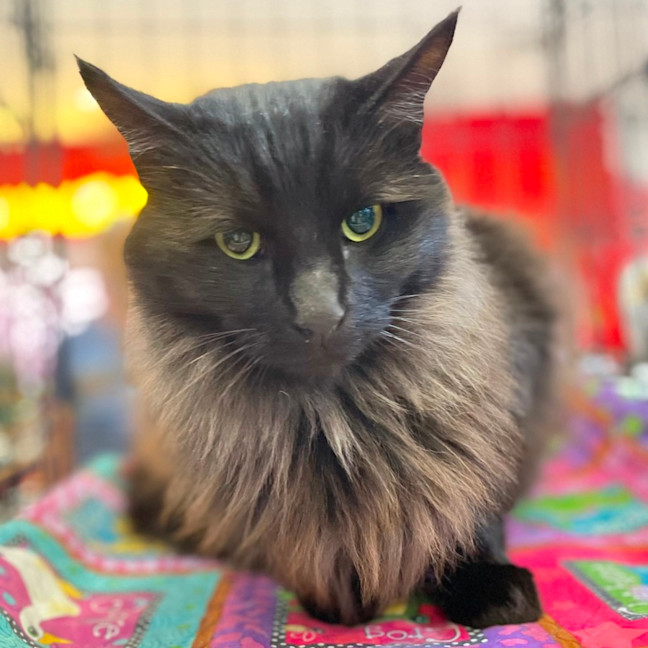 Photo of Odin
