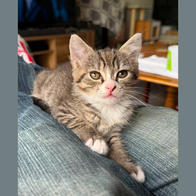 Photo of Misty **2nd Chance Cat Rescue **