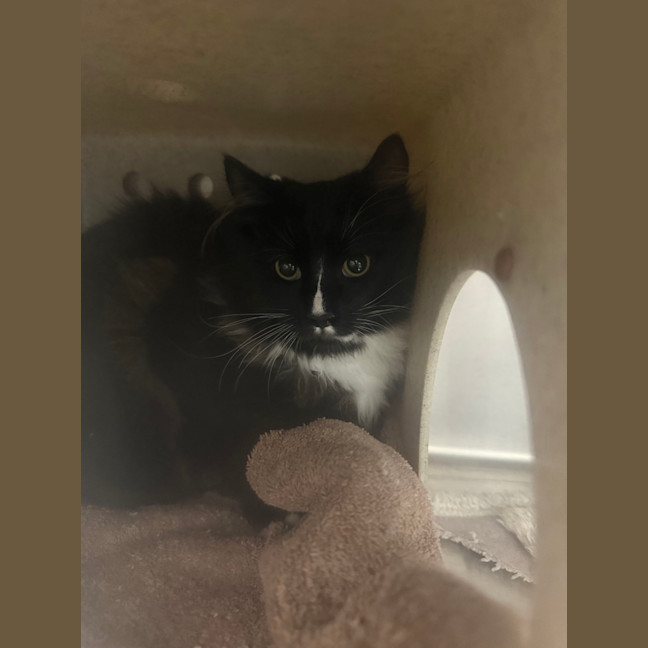 Photo of Sylvester