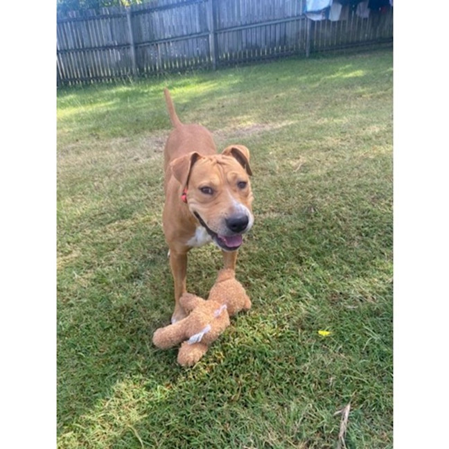 Photo of Sage *$350 Adoption Fee*