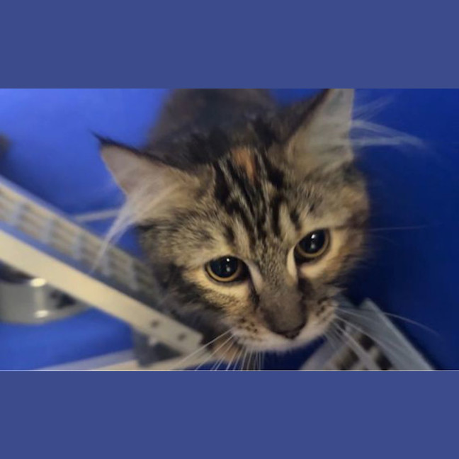 Photo of Jinx