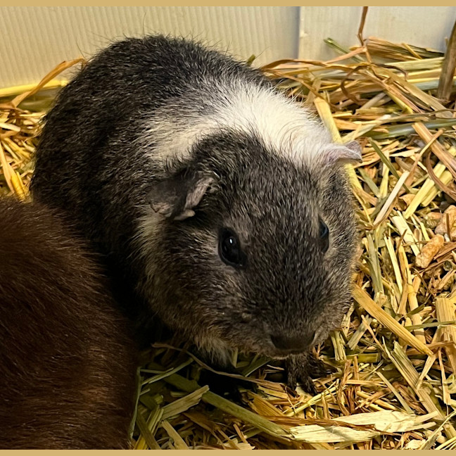 Photo of Amara Stormrider