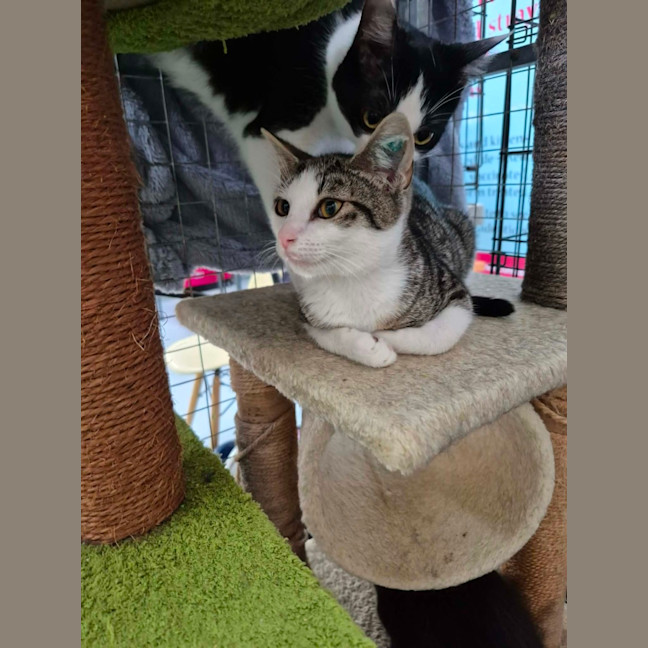 Photo of Henry ** 2nd Chance Cat Rescue **