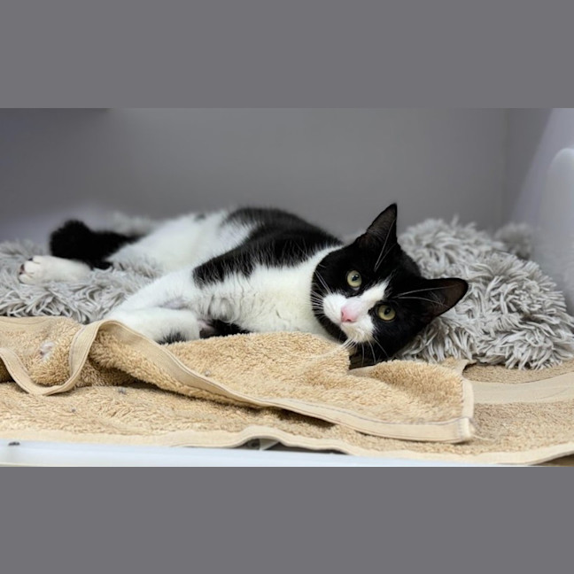Photo of Magpie