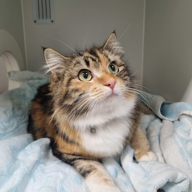 Photo of Bambie