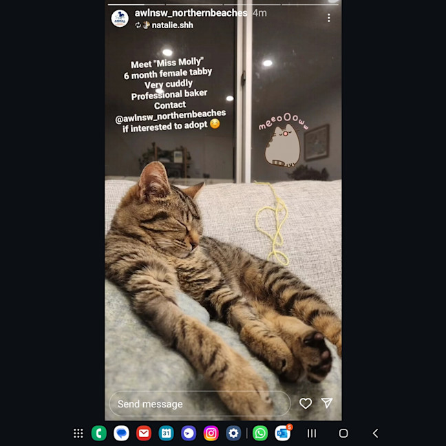 Photo of Miss Molly (Aka Pogo)